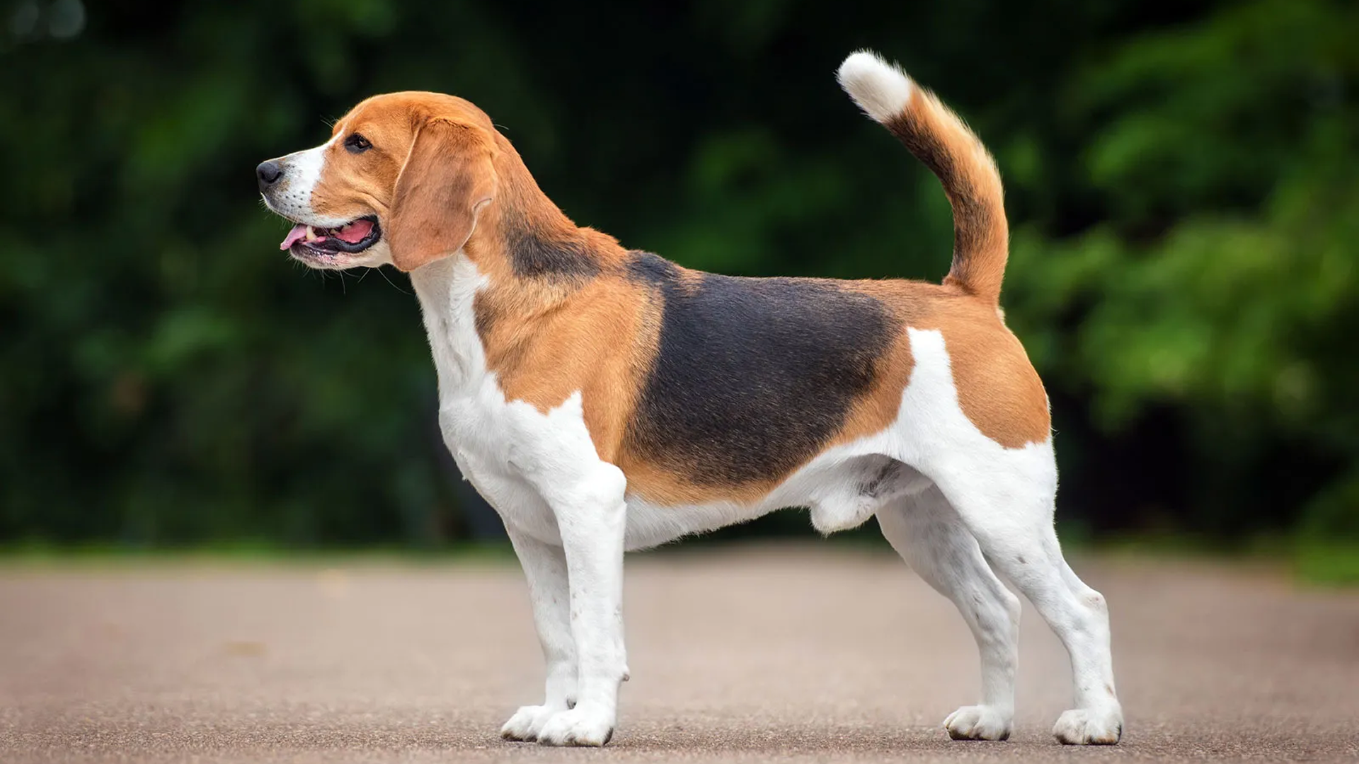 Beagle